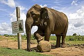 Wild Asian elephant behind a barrier Sri Lanka