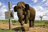 Wild Asian elephant behind a barrier Sri Lanka