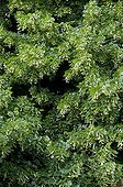 Largeleaf linden in fruit and bloom in a garden