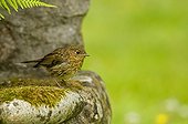 Young European Robin on rock France