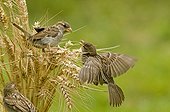 House Sparrow fighing in the wheat France