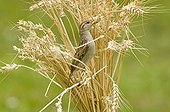 House Sparrow eating in the wheat France