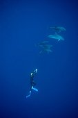 Bottlenose Dolphins and underwater video filmer Azores
