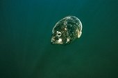 Phoque gris en plongée Mer d'Iroise Bretagne France