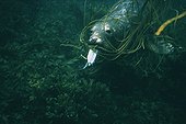 Phoque gris capturant un poisson Mer d'Iroise Bretagne