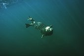 Phoque gris en plongée Mer d'Iroise Bretagne France