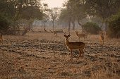Young males Puku South Luangwa national park Zambia