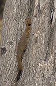 Slender Mongoose in trunck Botswana 