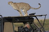 Cheetah urinating on a vehicle vision Masai Mara Kenya 