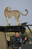 Cheetah on a vehicle vision Masai Mara Kenya 