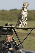 Cheetah sitting on a vehicle vision Masai Mara Kenya 