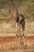 Gerenuk male eating the bark of a arbusteTsavo eastern Kenya