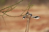 Gerenuk eating leaves from a thorny tree Tsavo East Kenya