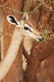 Gerenuk eating leaves from a thorny tree Tsavo East Kenya