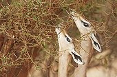 Gerenuks eating leaves from a thorny tree Tsavo East Kenya