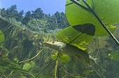 Pike in the shadow of a water lily leaf Lake of Jura France ; Veolia Environnement Wildlife Photographer of the Year 2009<br/>Animals in their environment category - highly commended<br/>Pike perfection by Michel Loup