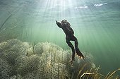 Crapaud commun et ponte de grenouille Lac du Jura France ; Reportage : "A fleur d'eau"