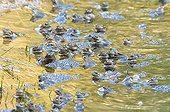 Gathering of European frog in parade Lake of Jura France ; Feature: "A fleur d'eau"