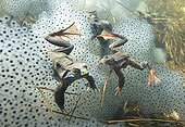European frogs and lay Lake of Jura France ; Feature: "A fleur d'eau"