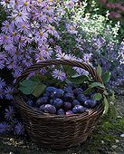 Basket of damson plum
