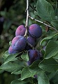 Plums' Quetsche 'on the tree