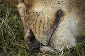 Close-up of a Lion sleeping in the grass Masai Mara Kenya