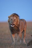 Lion grimace in savannah Masai Mara Kenya