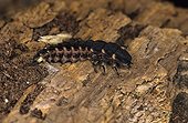 Female Common Glow-worm walking on a dead wood France