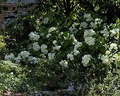 Hydrangea aux Jardins de Bellevue