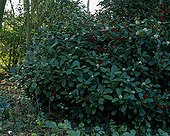 Skimmia 'Nymans' in bloom in a garden