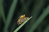 Mating of Common Yellow Dung Flies in a meadow Creuse
