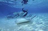 Stingrays swimming with a diver Polynesia Moorea