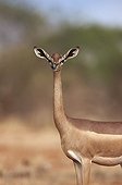 Gerenuk in savanna Tsavo East Kenya