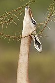Gerenuk eating leaves from a thorny tree Tsavo East Kenya