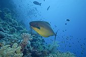 Blue Keel Unicornfish swimming above a coral reef Red Sea