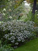 Asters and hydrangea 'White Lady' in a garden