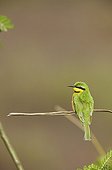 Little Bee-eater on a branch Masai Mara Kenya 