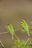 Little Bee-eaters on a branch Masai Mara Kenya 