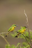 Little Bee-eaters on a branch Masai Mara Kenya 