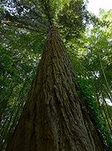 Redwood at the Bambouseraie de Parafrance