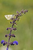 Butterfly on Meadow Clary flower in spring Lot France