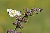 Butterfly on Meadow Clary flower in spring Lot France