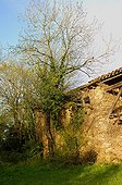 Ruins of a old house overgrown by vegetation Gers