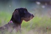 Wire-haired Dachshund puppy seated and attentive France