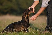 Master calming Wire-haired Dachshund in a meadow France