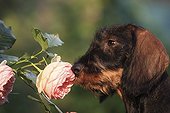 Wire-haired Dachshund puppy in a garden smelling Roses