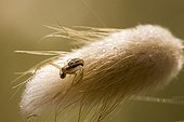 Spider on Harestail grass France