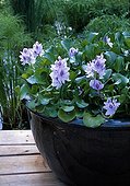 Water hyacinth 