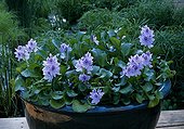 Water hyacinth in a pot