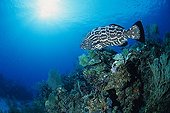 Grouper swimming along a coral reef Caribbean Sea